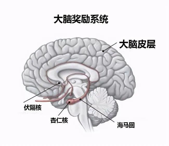 电子烟无害论？电子烟也会上瘾？全面禁止有没有必要？