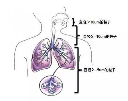 Research on Medical Aerosol Inhalation and the Deposition Sites of Aerosol Particle Size.