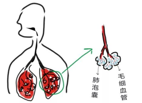 医疗雾化吸入与雾化粒径沉降位置研究